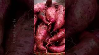 How to Grow Sweet Potatoes at Home Using Plastic Bags plants shorts farming [upl. by Nivanod]