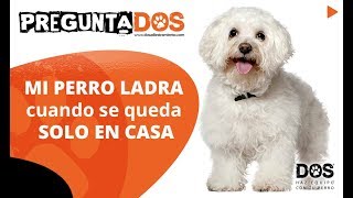 Mi perro LADRA cuando se queda SOLO EN CASA  Bichón maltés corrección de conducta [upl. by Antipas]