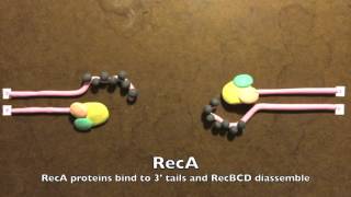 Homologous Recombination in Prokaryotes [upl. by Lucretia147]