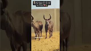 👳ખેડૂત પુત્ર❤️‍🩹originalvadhiyarcowvideo🐄jiv❤️‍🩹💫 [upl. by Arhsub556]