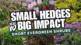 Top 10 Short Evergreen Shrubs for Stunning Borders  SMALL HEDGES BIG IMPACT 🍃 💚 [upl. by Nylekoorb]