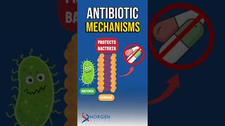 Antibiotic Resistance Mechanisms You Must Know [upl. by Attiuqihc]