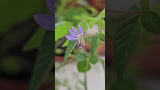 Cleome rutidosperma [upl. by Nanor533]