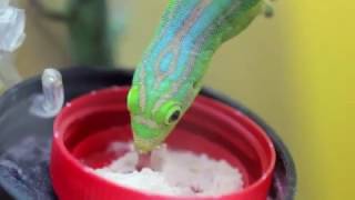 Phelsuma Guimbeaui [upl. by Cesaria]