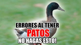 PATOS  ❌ Errores al Tener Patos No Hagas ESTO [upl. by Mell]