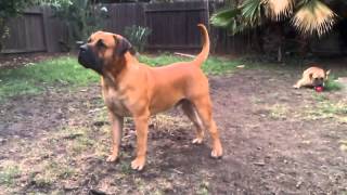 Boerboel guard dog [upl. by Nerrag]