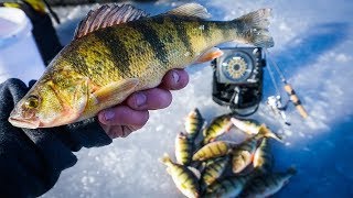 INSANE Perch Ice Fishing  Winnebago Wisconsin [upl. by Rusty478]