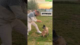 🔥 Special Dog Training dog germanshepherd dogtraining belgianmalinoisdog malinois [upl. by Isteb536]