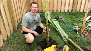 How to Plant a Banana Tree [upl. by Rebmak419]