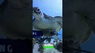 Divers Unexpected Find Under Giant Sea Turtles Shell [upl. by Hereld]