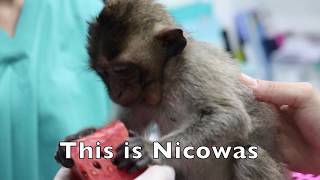 Baby Macaque Rescue Phnom Penh Cambodia [upl. by Machutte]