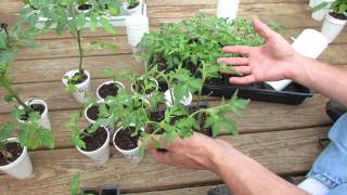 Managing Tomato Transplants Moving Them to Larger Cups amp When Can Tomatoes Go Outside  TRG 2015 [upl. by Tnahsin]