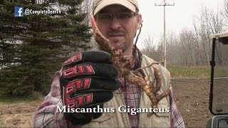 How to Plant Miscanthus Giganteus Ep 16 Revised [upl. by Rex]