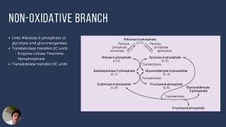 Pentose Phosphate Pathway [upl. by Samara98]