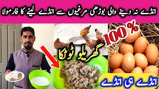 How to increase Hens Eggs Production  Chickens Not Laying Eggs MBS Vlogers [upl. by Dexter]