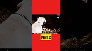 PART2 HEARTY PAWS shortsvideo viral alurceritaflim filmterbaru jj [upl. by Ardek]