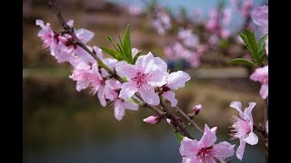 La flor del Duraznero Prunus  Melocotonero  Flor de Durazno  Árbol de Durazno Florecido [upl. by Aneelehs]