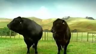 Crazy bull truck driving  Toyota quotHiluxquot Ad [upl. by Ayit]