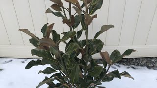 ❄️ Southern Magnolia Winter Update [upl. by Hilly347]