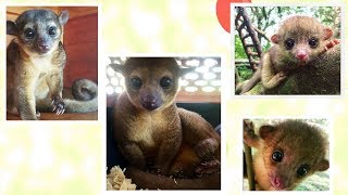 Kinkajou  Cute Rainforest Mammals [upl. by Rattray]