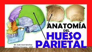 🥇 HUESO PARIETAL Anatomía Fácil Rápido y Sencillo [upl. by Riva]