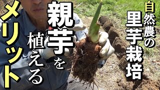 【自然農】耕さない里芋栽培 「親芋」を植えるメリット 2021年4月10日 【natural farming】 [upl. by Cassilda]