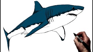 How to Draw A Great White Shark  Step By Step [upl. by Kizzee]