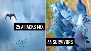 44 Survivor Pigeons VS Falcons and Hawks [upl. by Irrep]