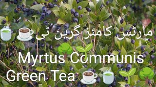 Myrtus Communis Green Tea 🌳🌱☕🍵☕🍵☕🍵مارٹس کامنز گرین ٹی☕🍵🌱🌳 [upl. by Boru]