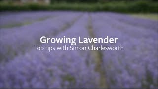 How to grow Lavender  Grow at Home  RHS [upl. by Domph920]