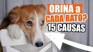 ¿POR QUÉ qué mi PERRO Orina MUCHO 🐶💦15 Causas [upl. by Akinad]