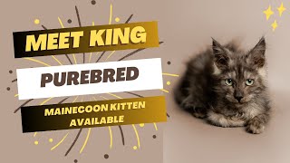 Purebred Maine Coon Kitten  Available for Adoption  Reputable Breeders Near You [upl. by Spear520]