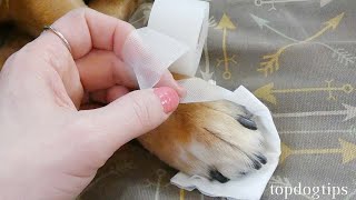 How to Treat a Dog Wound Dog First Aid Tips [upl. by Orianna]