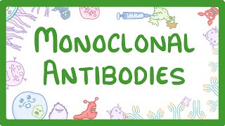 GCSE Biology  Monoclonal Antibodies 40 [upl. by Nitsruk]