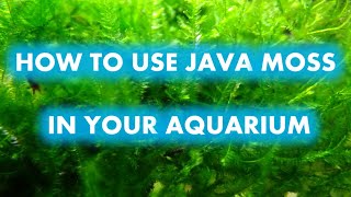 HOW TO USE JAVA MOSS IN YOUR AQUARIUM [upl. by Nay]