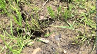 Running Natterjack toad [upl. by Qirat307]