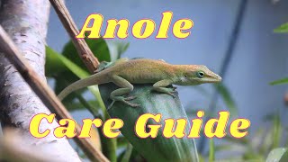 Everything you need to know about anole lizard care [upl. by Nerissa]