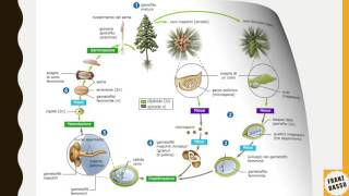 Ciclo vitale di gimnosperme e angiosperme [upl. by Ebony482]