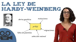 La ley de HardyWeinberg [upl. by Oswald]