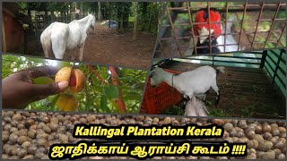 ஜாதிக்காய் ஆராய்சி கூடம்  Kallingal Plantation Kerala ஜாதிக்காய் K1 To K12 இங்கு கிடைக்கும் [upl. by Colston839]