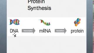 Molecular Biology Session 11 Translation P1 [upl. by Ikairik201]