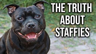 What you Need to Know about English Staffies [upl. by Annahsohs]