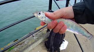 Southend pier fishing for Herring [upl. by Anaeg]