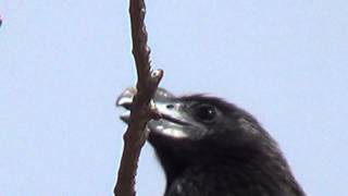 CANTO do ANUPRETO CROTOPHAGA ANI SMOOTHBILLED ANI Anupequeno Anum PÁSSARO SOCIÁVEL [upl. by Shult]