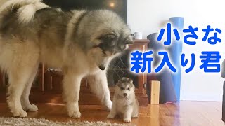 ハスキー犬じゃないよ！ モフモフの大型犬マラミュートの兄弟が、仲良く＆大きくなっていく♡ [upl. by Esnohpla434]