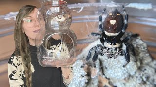 3 EASY DIY JUMPING SPIDER ENCLOSURES and jumpy rehousings [upl. by Rufina]