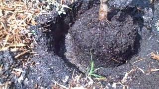 How to plant a Mango Tree in the ground [upl. by Ennylyak]