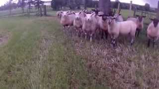 Testing the New Sheep Dog  Drone Footage [upl. by Hazmah]