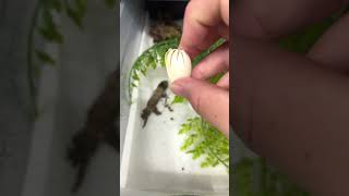 Hatching Gecko Eggs reptiles geckos lizards reptileeggs [upl. by Karney]