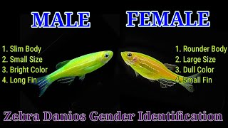 Zebra Danios Male And Female  Green Zebra Gender Identification [upl. by Nessej309]